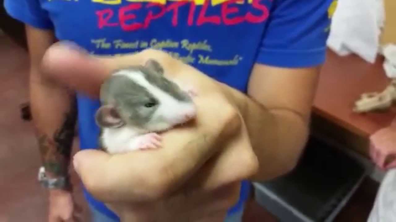 tarantula spider Introducing the New Hybird Otter Rat - The Cutest Rat Pup