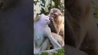 Witness the hilarious antics of these mischievous monkeys. #short