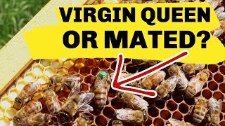 Beekeeping How To Tell A Mated Queen From A Virgin Queen