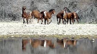 Wild Horses 