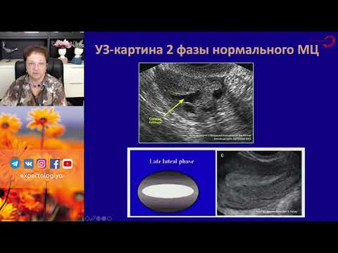 Экспертология | Регуляция менструального цикла