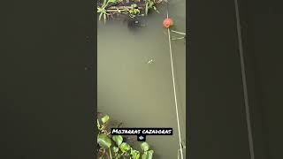 Mojarras muy activas y cazadoras 🎣🐟 #pesca #rio #mojarras #naturaleza #2023