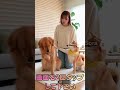 分かりやすいワンちゃん #shorts