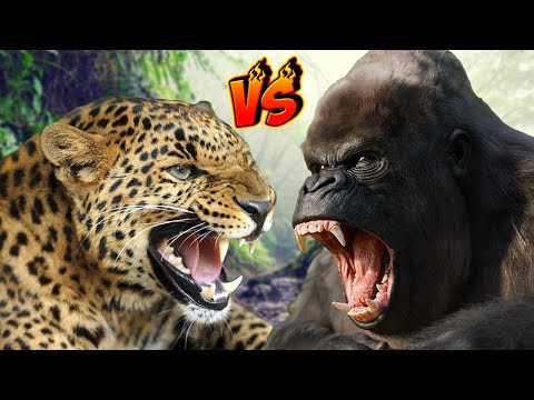 Gorilla vs Leopard finally met in one cage! Who will win the bloody bloody battle?