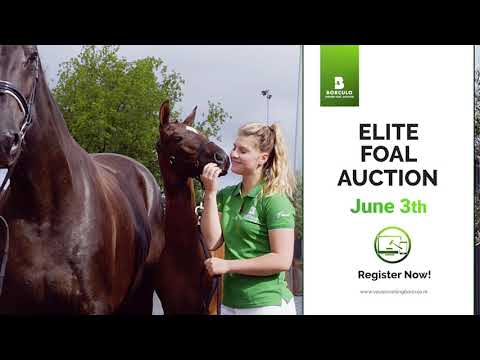 Borculo Foal Auction 2021 Promo