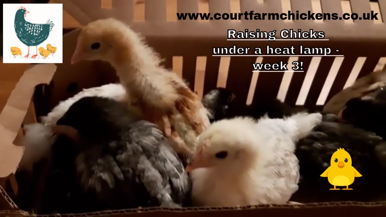 How to raise chicks under a heat lamp week 3 YouTube