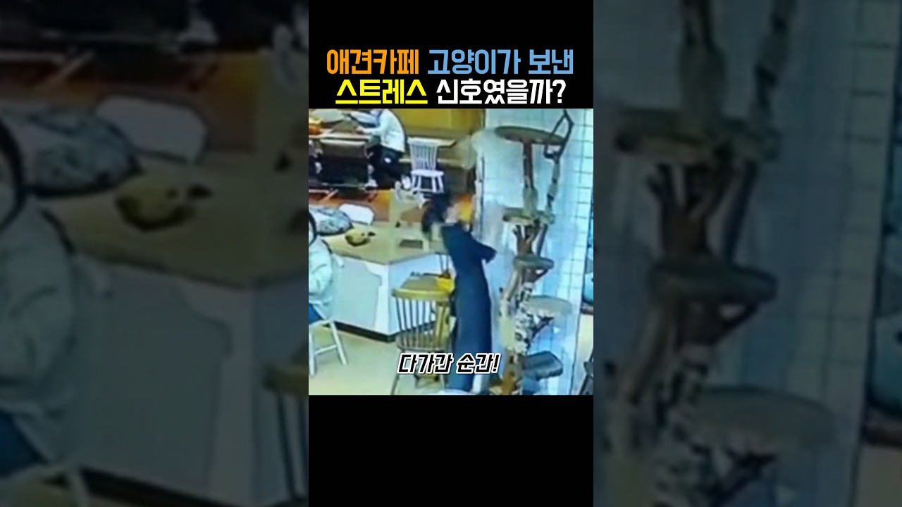 애견카페 고양이가 보낸 스트레스 신호였을까?