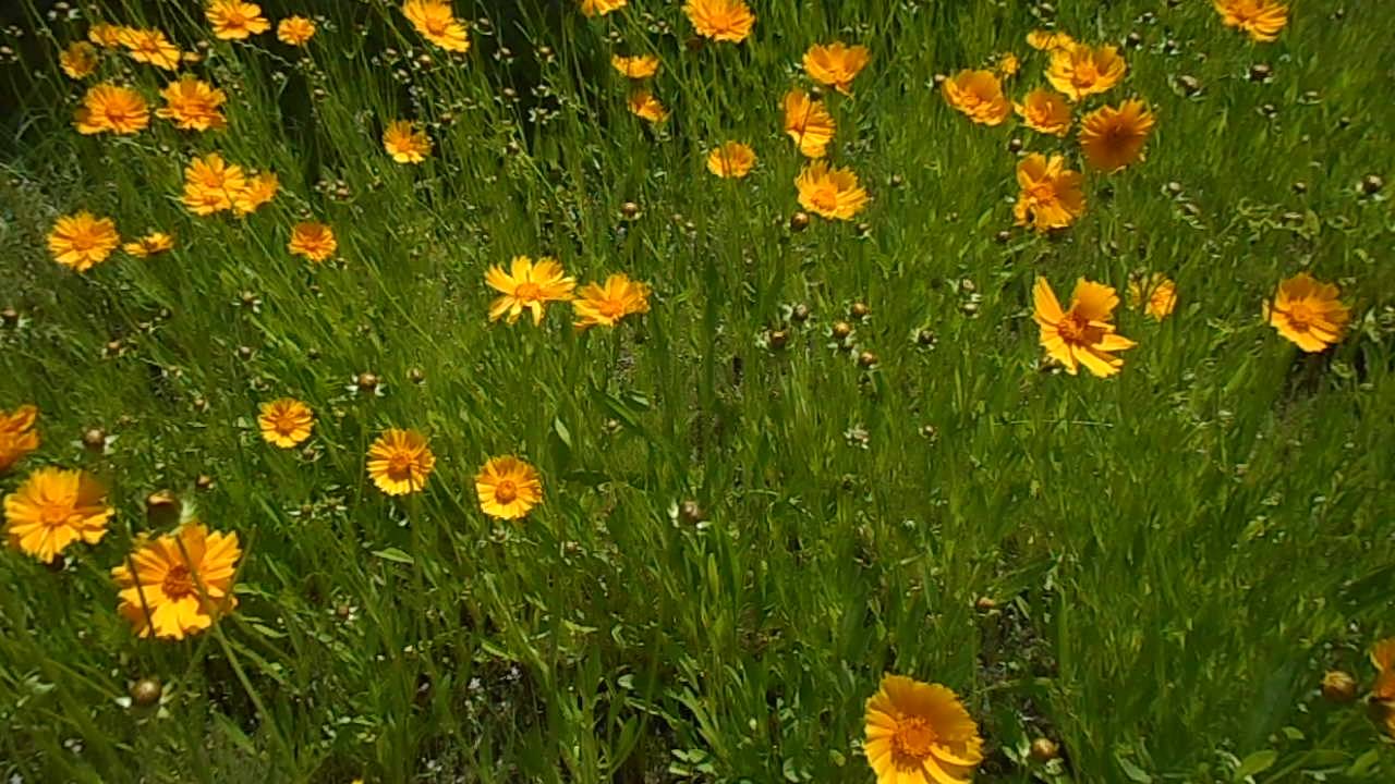 Flowers are listening YouTube