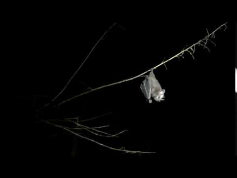 Bat Release video in slow motion