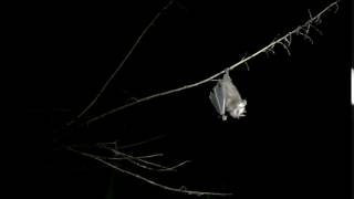 Bat Release video in slow motion