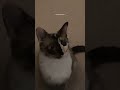 she loves watching me #catsoftiktok #catlover #cute #fostercat #fosterfail