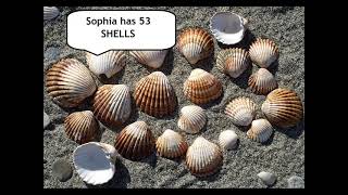 FIRST GRADE 1-18 / shells