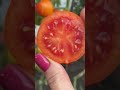 Один из моих любимых сортов томатов! #томаты #сортатоматов #огород