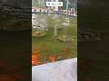 ⛲️🐠Mini Fountain with Colorful Fish.🐠⛲️ #fish #watersounds #orange #white #flowers #beautifulnature