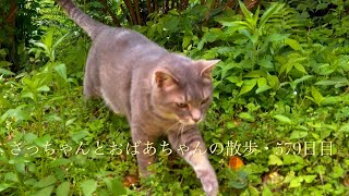 2024.5.30(木)　朝の支度と..  ２匹の猫と..  おばあちゃんのそれぞれの時間…【さっちゃんとおばあちゃんの散歩・579日目】①〜④・・・ by かぜのねこ 619 views 2 days ago 1 hour, 30 minutes