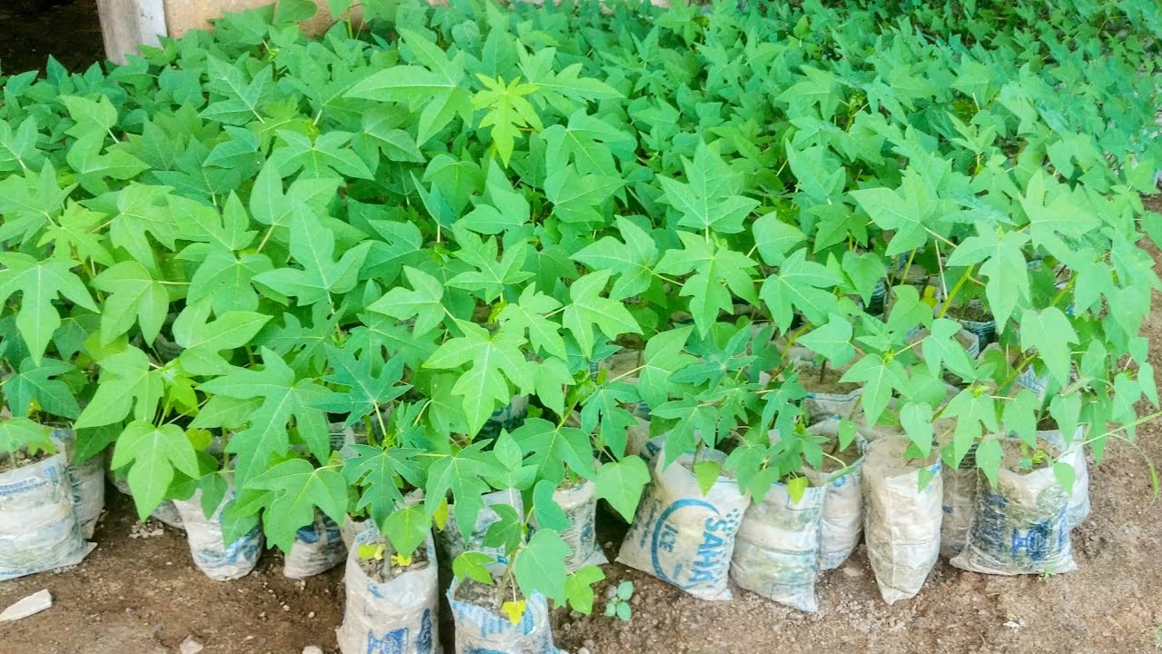 faire une pépinière de papayers avec 200 FCFA seulement est-il possible ?