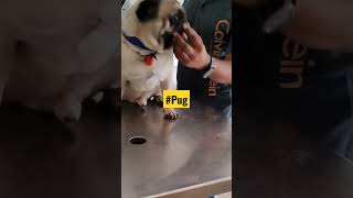 Pug ll Dog breed