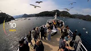 Sports Performance Birds Attack - Ine Bay Boat Tour