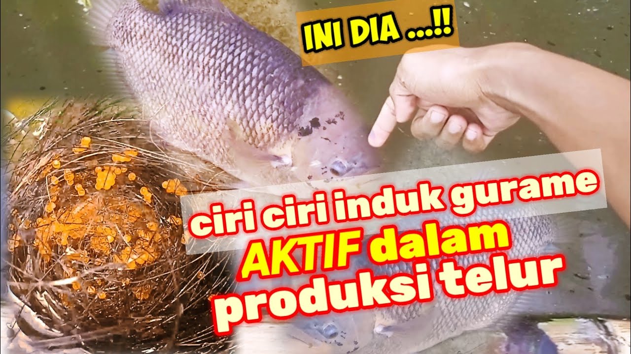 Auto CAIR terus!! Setiap 15 hari sekali induk gurame ini bertelur
