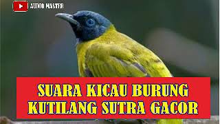 SUARA KICAU BURUNG KUTILANG SUTRA GACOR