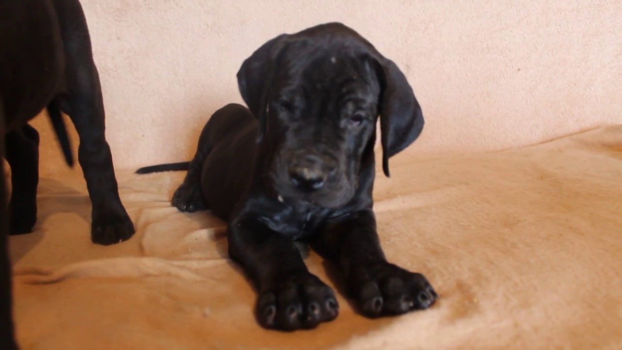 Great Dane. Kennel "IZ MIRA GREZ" YouTube