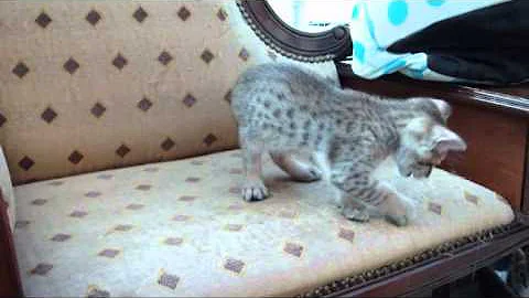 Watch the video about SAVANNAH FEMALE KITTEN FOR SALE