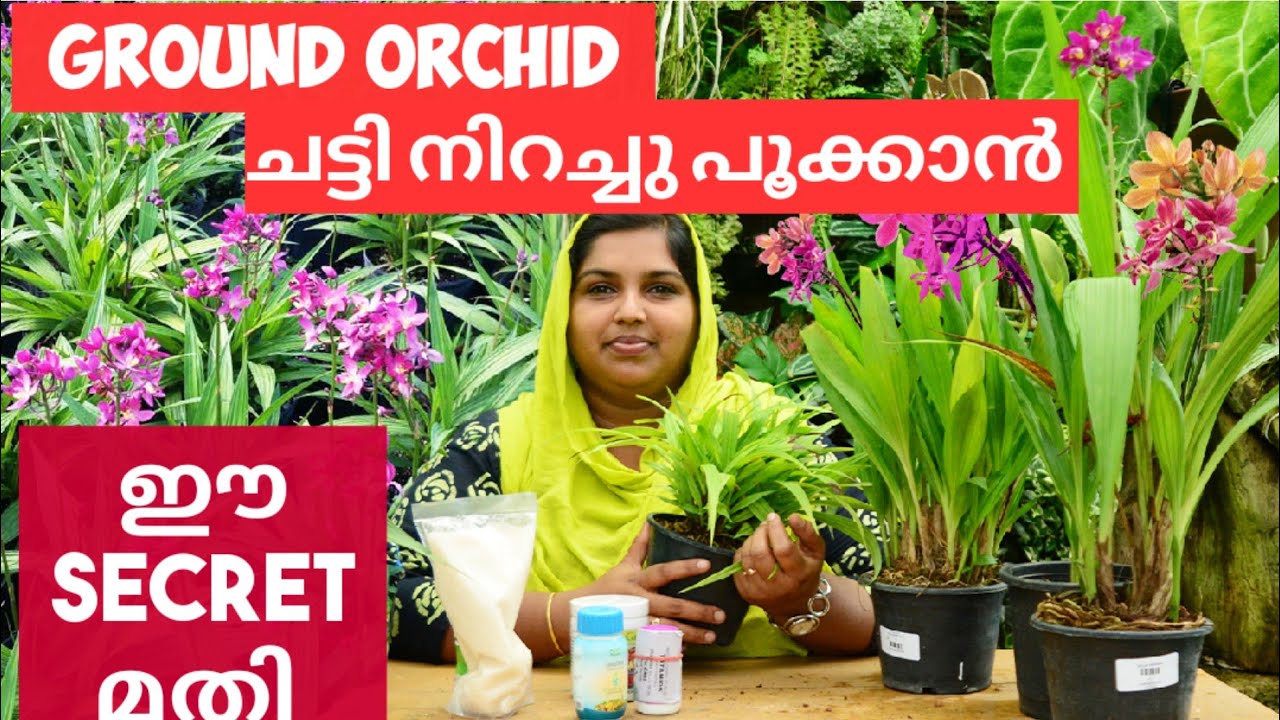 ഗ്രൗണ്ട് ഓർക്കിഡ് നിറയെ പൂക്കൾക്ക് || GROUND ORCHID CARE MALAYALAM ||GROUND ORCHID PROPAGATION SULUZ
