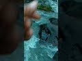 cara mancing di sungai arus deras pakai umpan jitu langsung joss gandos