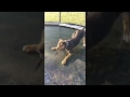 Funny dog on trampoline for the first time