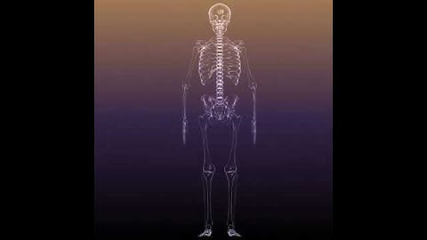 Skeleton of a Human: X-Ray scan RenderReady 3D model from CGTrader.com
