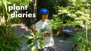 Plant Diaries 🌱 Hosting a plant swap!! all the plants I got