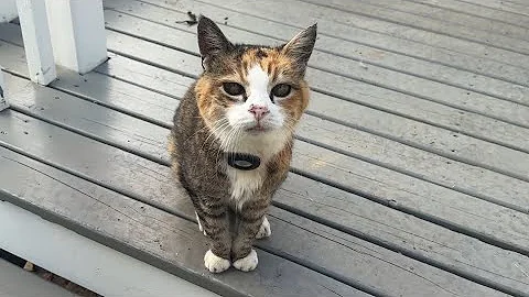 Video 11250831: mainecoon cat, cat pets love, tiny cat