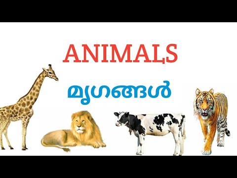 Name of Animals  in Malayalam // മൃഗങ്ങളുടെ പേരുകൾ// Animal names for Kids