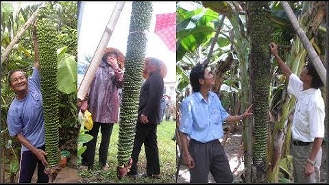 Những buồng chuối kỳ lạ nhất chỉ có ở Việt Nam