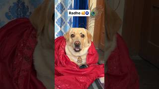 Radhe || labra rubi || #youtubeshorts #shorts #labrador #dog #viral #trending #funny #radheradhe