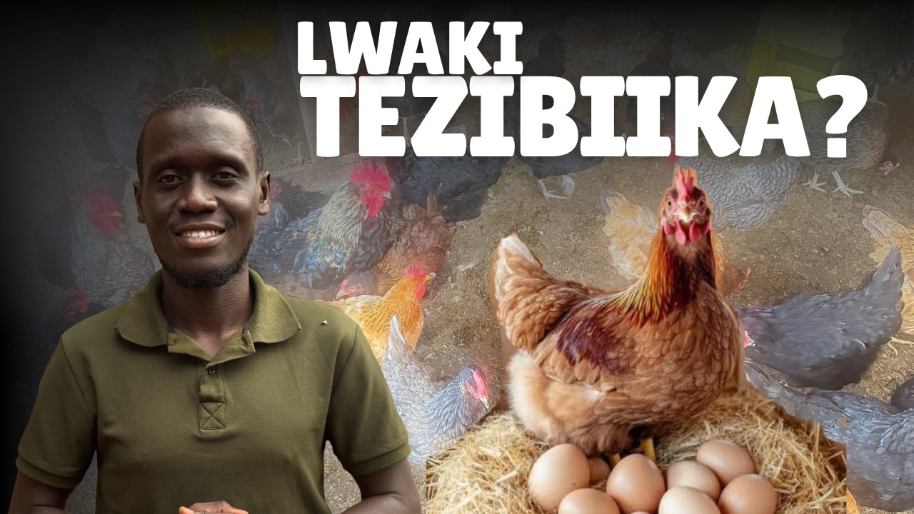 LEKELAWO OKWONONA EMMERE, ENZONGA LWAKI ENKOKO ZO TEZIBIIKA - YouTube