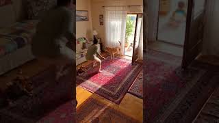 Kahraman Köpek Son Anda Yetişti