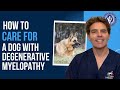 How to Care for a Dog with Degenerative Myelopathy