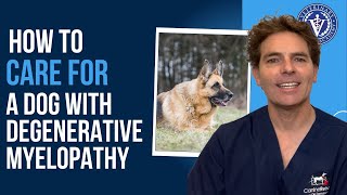 How to Care for a Dog with Degenerative Myelopathy