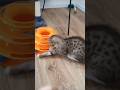 Yaar main itna sunder Kyung!! Cat #cats #catsofinstagram #catlovers #catlove #catvideos #catlife