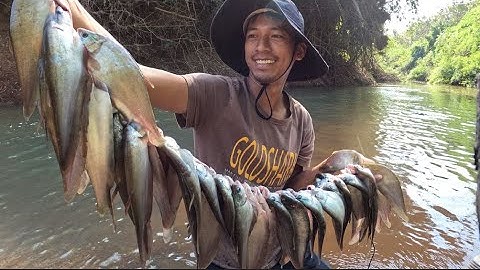 Trúng luồng cá thác lác khủng Mã Đà - Notopterus ✅