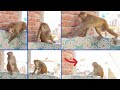 monkey 🐒 funny reaction | monkey video | #funny #aaru #viralvideo #monkeyvideo #monkey