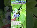 Growing Blueberries At Home #shorts