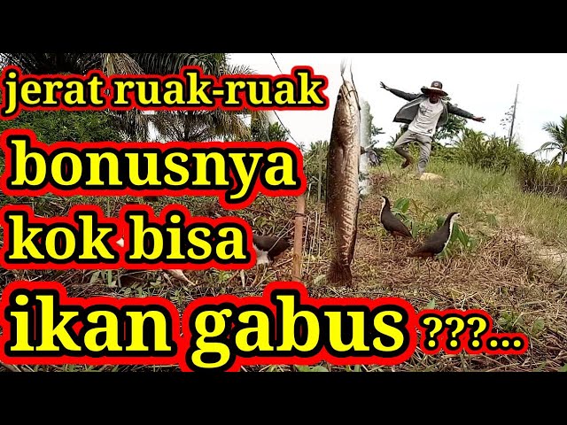 Ruak-ruak gak takut sama orang class=