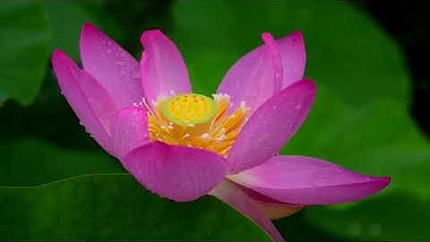 سورة البقرة بصوت القارئ عبد العزيز عيون السود