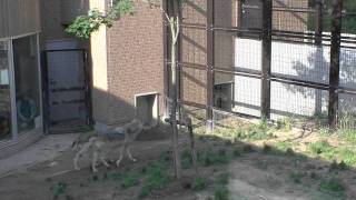ジェイの扉叩きとルークジャンプ~Wolfpack