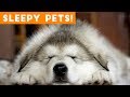 Cutest Sleepy Pet and Animal Videos of 2018 | Funny Pet Videos