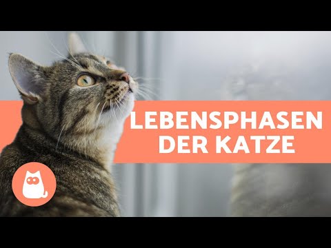 Video: Ihre erwachsene Katze: Was Sie nach 3 bis 4 Jahren erwartet