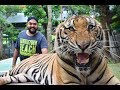 Tiger Park Pattaya | Thailand Series | Whats Happen's in the end will give you goosebumps...!!!