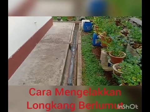 Cara Mengelakkan Longkang Rumah Berlumut Dan Kotor. Sangat Basic dan Idea Sangat Baik. Wajib Cuba